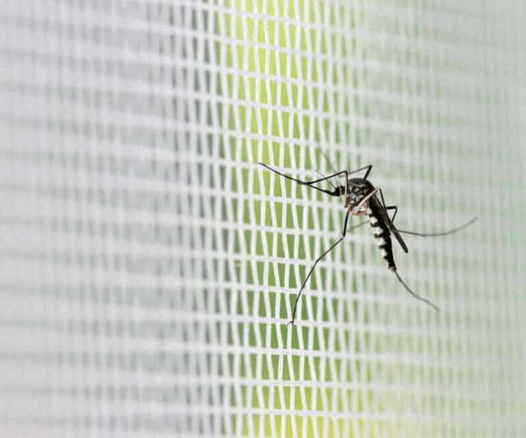 Product Image of Pleated Mosquito Net In Gurukul
